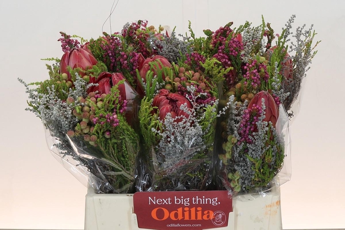 <h4>BQ Protea Cynaroides SFB</h4>