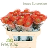 Leuco Succession