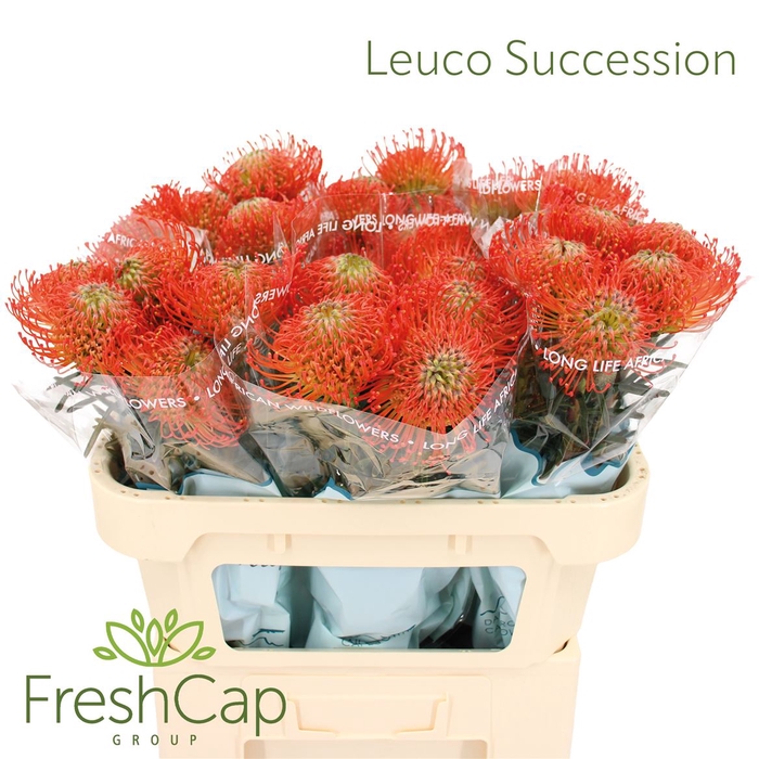 <h4>Leuco Succession</h4>