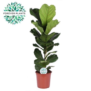 Ficus Lyrata, 1pp SOLO, p24