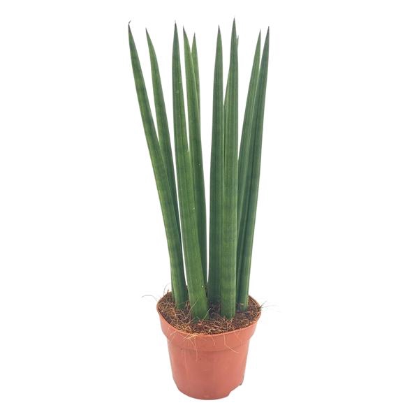 <h4>Sansevieria Cylindrica straight 12 cm</h4>