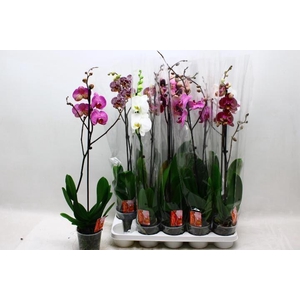 PHAL GEM