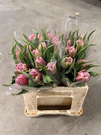 <h4>Tu Du Dressing</h4>