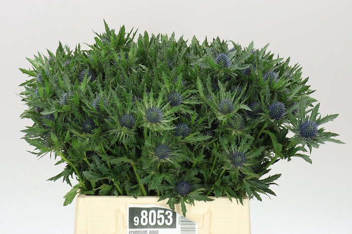 <h4>Eryngium Aqua</h4>