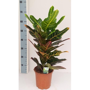 Codiaeum var. Excellent