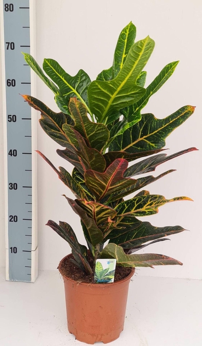 <h4>Codiaeum var. Excellent</h4>
