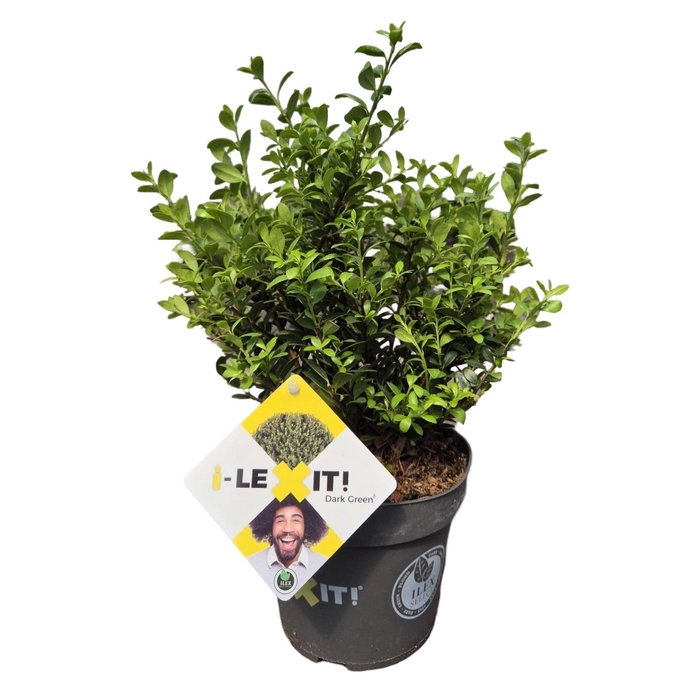 <h4>Ilex crenata Dark Green</h4>