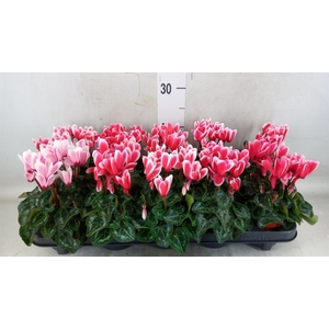 Cyclamen KL 'Metis Fant Artic Red'