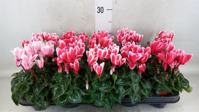 <h4>Cyclamen KL 'Metis Fant Artic Red'</h4>