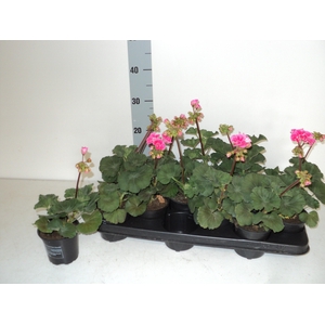 PEL ZON SA LI SALMON