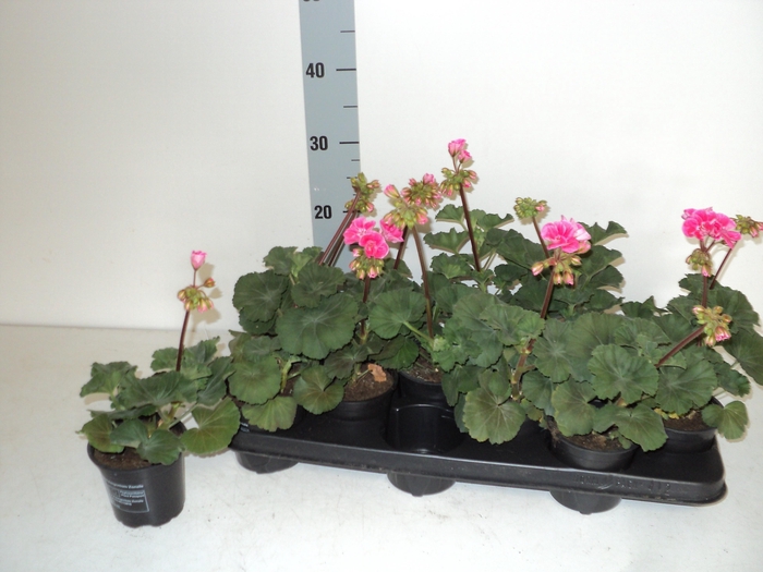 <h4>PEL ZON SA LI SALMON</h4>