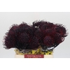 Nutans Painted Aubergine