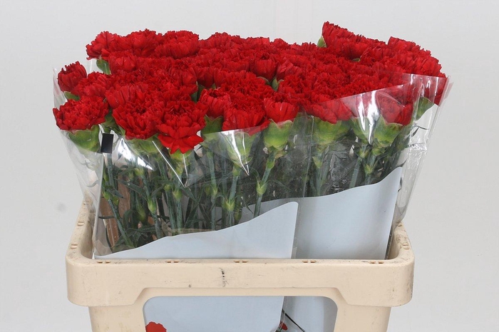 <h4>Dianthus St Gennaro</h4>