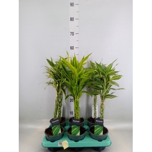 Dracaena sand.   ...mix 3