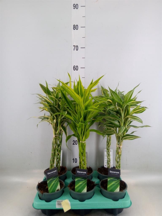 <h4>Dracaena sand. ...mix 3</h4>