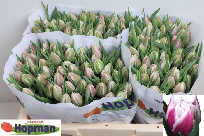 <h4>TU DU VALESKA</h4>