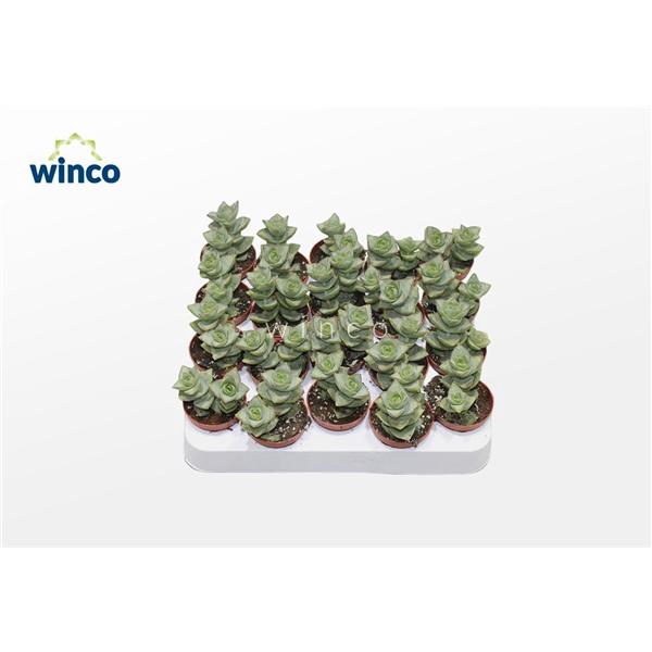 <h4>Crassula Perforata Azul</h4>
