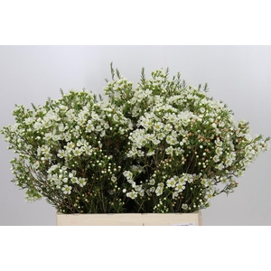 Chamelaucium Ivory Pearl