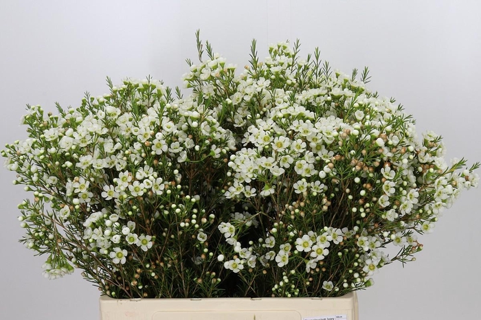 <h4>Chamelaucium Ivory Pearl</h4>