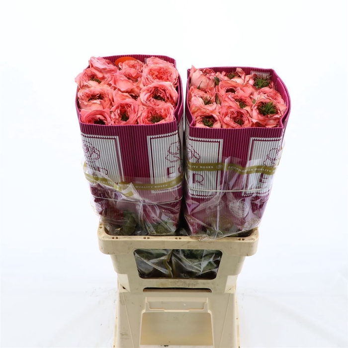 <h4>Rosa gr Mandarin X-pression</h4>