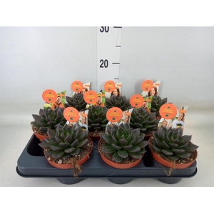 Echeveria   ...