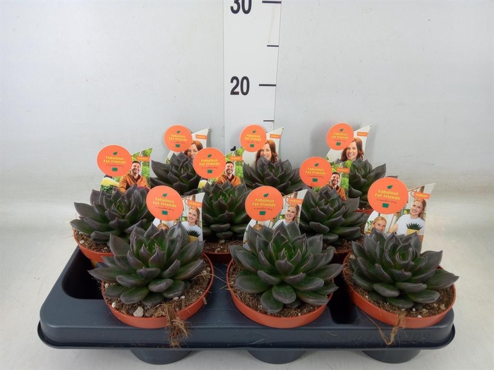 <h4>Echeveria   ...</h4>