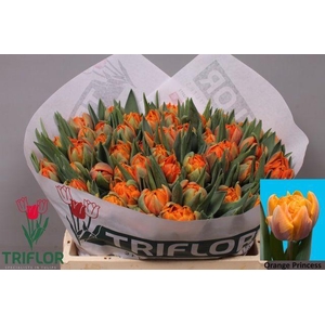 TU DU ORANGE PRINCES