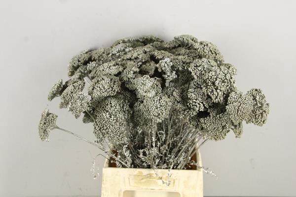 Df Achillea Paint Bs Platina