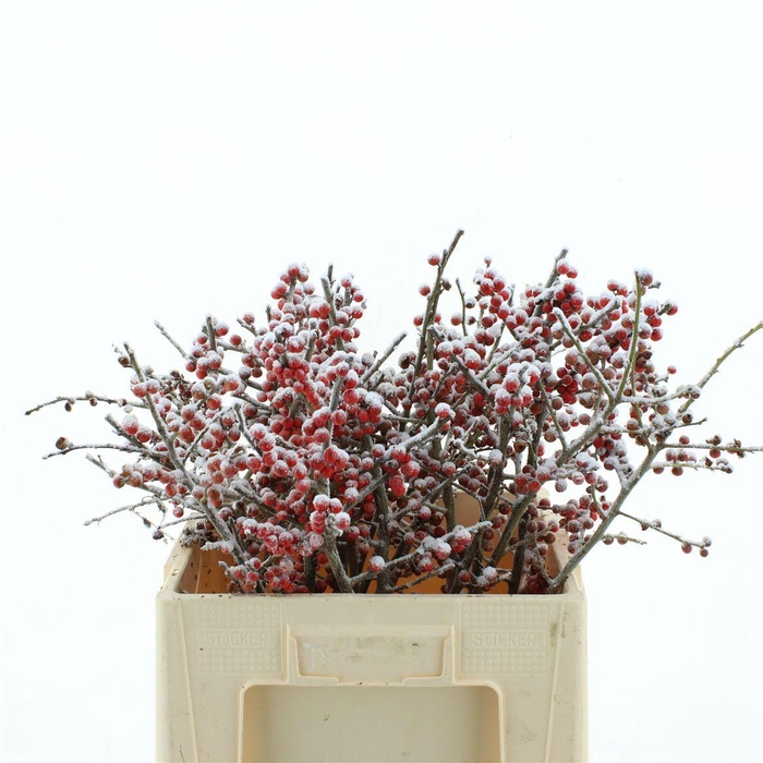 <h4>ILEX VE KLB H%</h4>