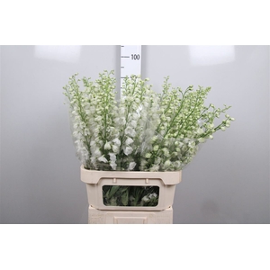 Delph Du Guard White