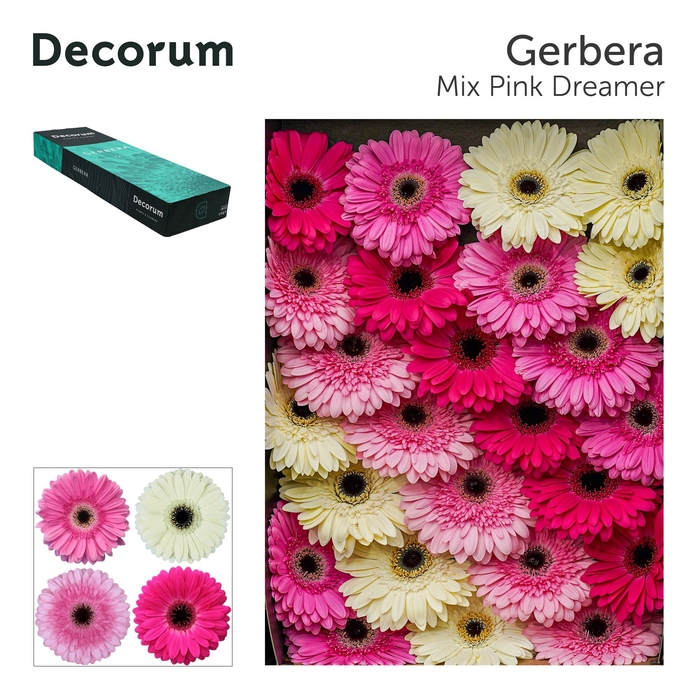 Gerbera Mix Pink Doos
