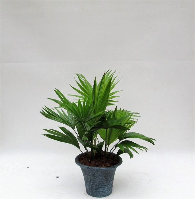 <h4>LIVISTONA ROTUNDIFOL</h4>