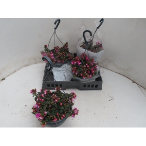 FUCHSIA MIXK