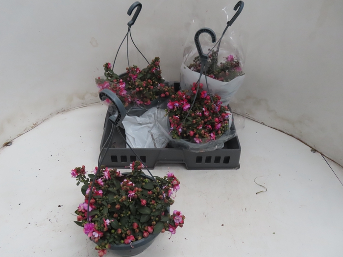 <h4>FUCHSIA MIXK</h4>