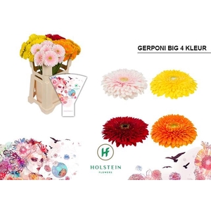 Gerbera Pomponi Mix Pomponi Water x40