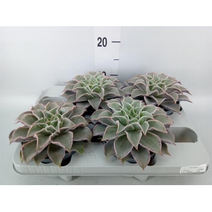 Echeveria ...