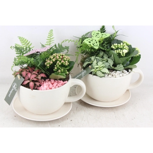 arr2 MB - Kop en schotel - roze/wit