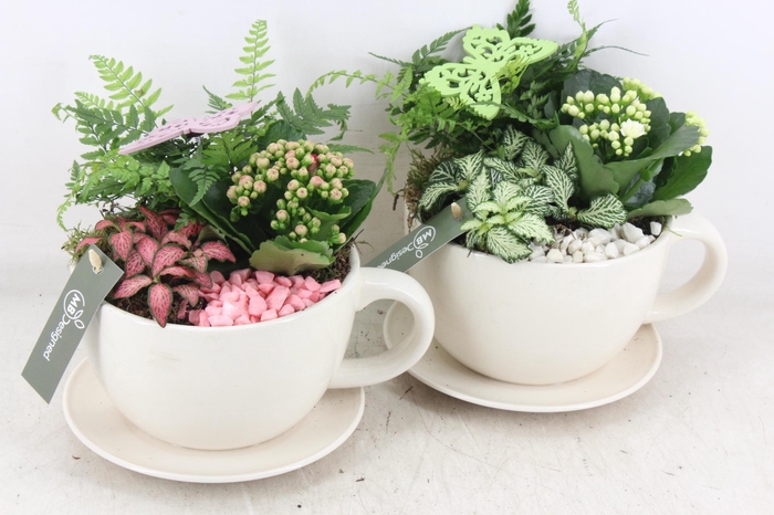 <h4>arr2 MB - Kop en schotel - roze/wit</h4>