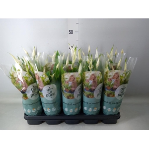 Spathiphyllum  'Bellini'