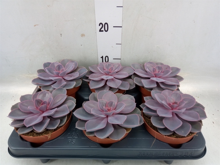 <h4>Echeveria  'Purple Pearl'</h4>