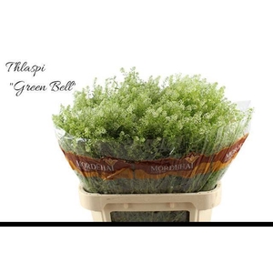 LEP RU GREEN BELL