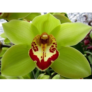 CYMB T MRS MAXIMA x10.