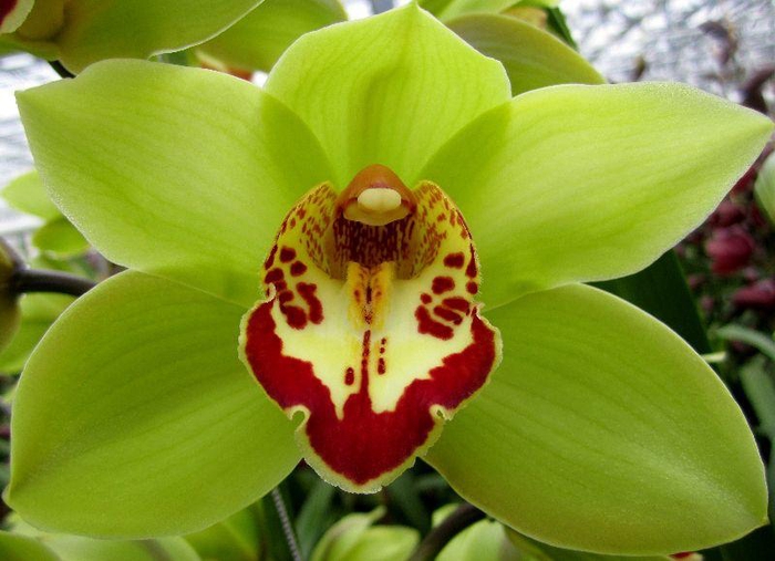 <h4>CYMB T MRS MAXIMA x10.</h4>