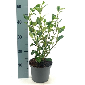 (Clearance Offer) Griselinia littoralis 'Green Horizon' 2L (No Label)