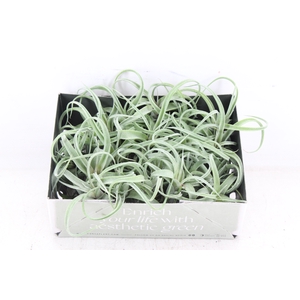 arr3 CP - Till. Curly bonsai x20