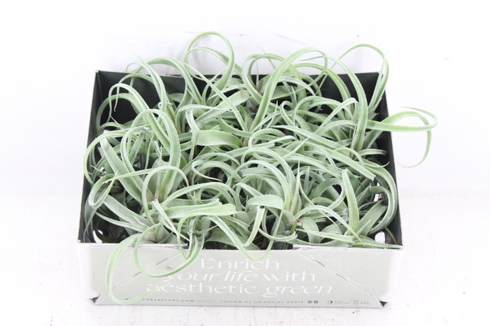 <h4>arr3 CP - Till. Curly bonsai x20</h4>