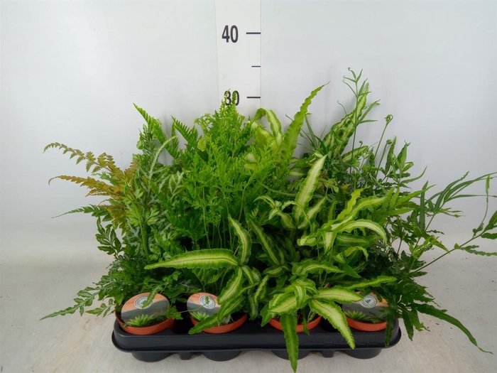 <h4>Ferns   ...mix</h4>