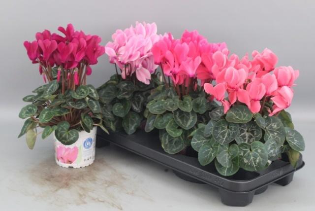 <h4>CYCL GR SUP XL</h4>