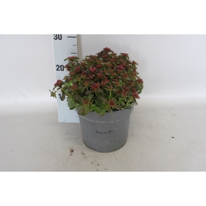 vaste planten 19 cm  Sedum Spurium Spot on Deep Rose
