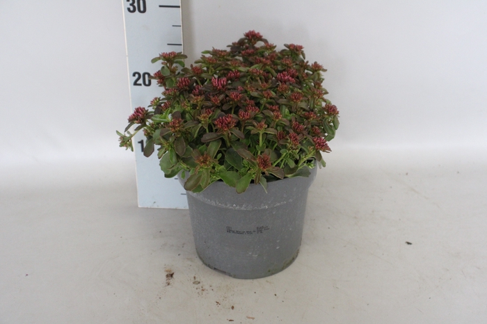 <h4>vaste planten 19 cm  Sedum Spurium Spot on Deep Rose</h4>